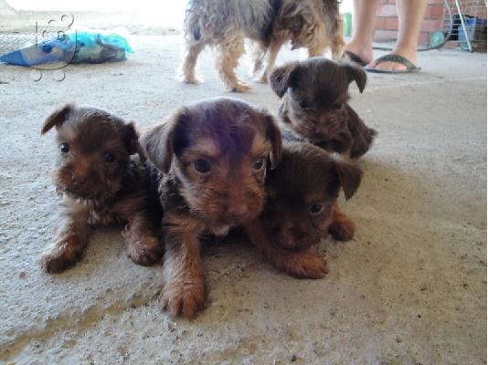 PoulaTo: Πωλούνται yorkshire terrier